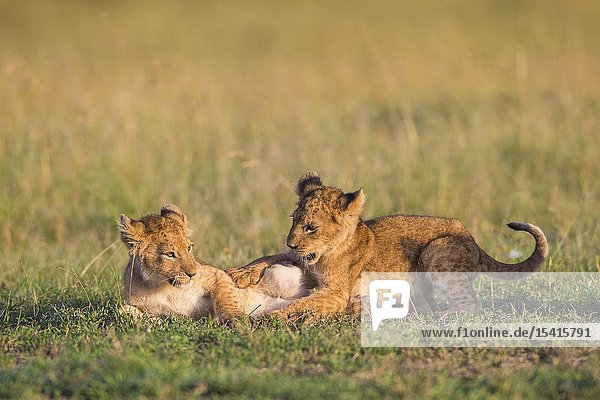 African Lion cubs  Masai Mara National Reserve  Kenya  East Africa.