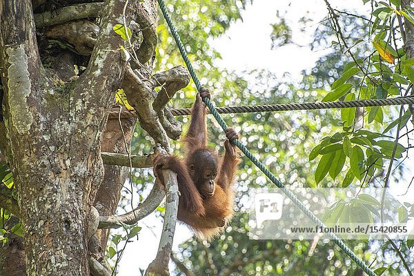 A Baby Orangutan ( Pongo pygmaeus ) in Semengoh Rehabilitation Center Kuching Sarawak Borneo Malaysia.