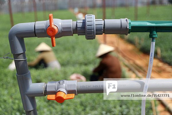 Vegetable farm. Agricultural irrigation system. Dalat. Vietnam.