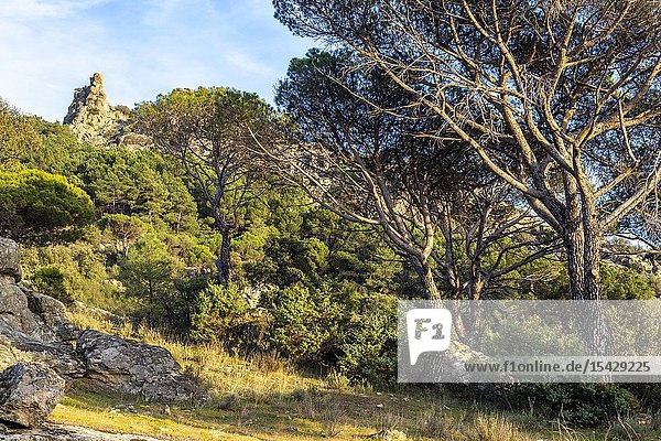 Pines at Muniana cliff in the afternoon. Madrid. Spain. Europe.