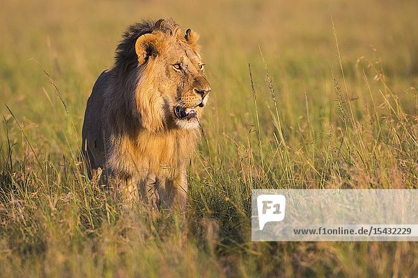 African Lion (Panthera leo)  male standing in tall grass  Maasai Mara National Reserve  Kenya  Africa.