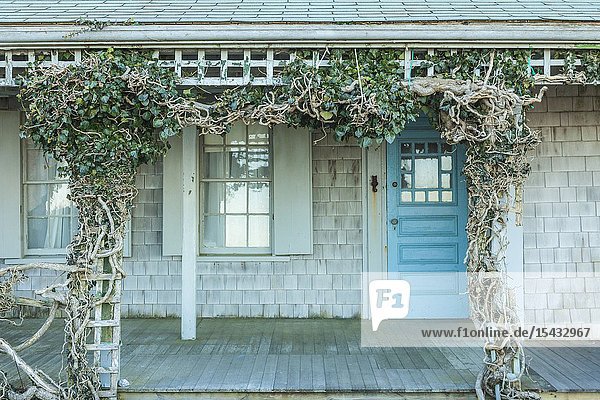 USA New England Massachusetts Nantucket Island Siasconset ivy covered cottage.