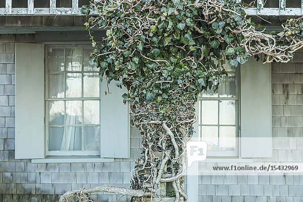 USA New England Massachusetts Nantucket Island Siasconset ivy covered cottage.