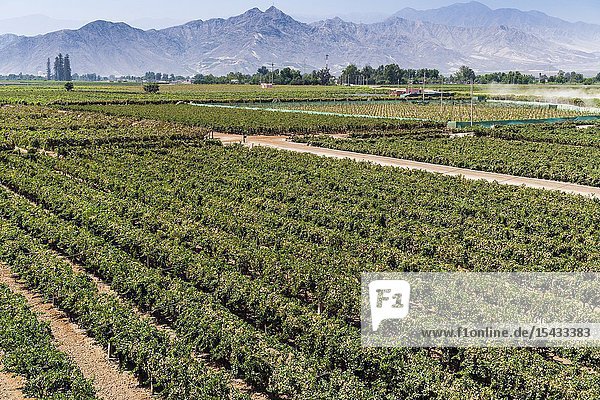 Tacama wine cellar the oldest winery in America Ica Peru.