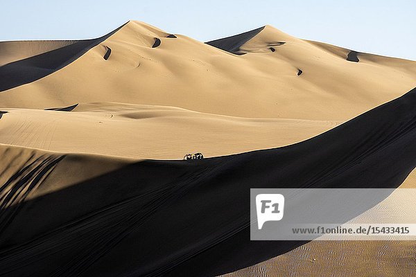 Regional conservation area of the Huacachina lagoon. Subtropical Ica Peru.