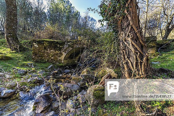 Roots and bridge at Solana Toro stream. Iruelas Valley. Avila. Spain. Europe.