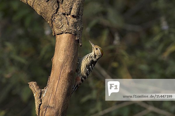 Brown fronted woodpecker  female  Dendrocoptes auriceps  Sattal  Uttarakhand  India.
