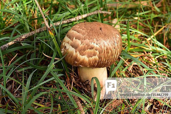 Agaricus langei or Psalliota langei is an edible mushroom. This photo was taken in Pla de Busa  Lleida province  Catalonia  Spain.