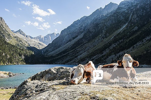Cows resting in Gaube Lake Pyrenees national Park (Hautes-Pyrénées Department Nouvelle-Aquitaine Region France)
