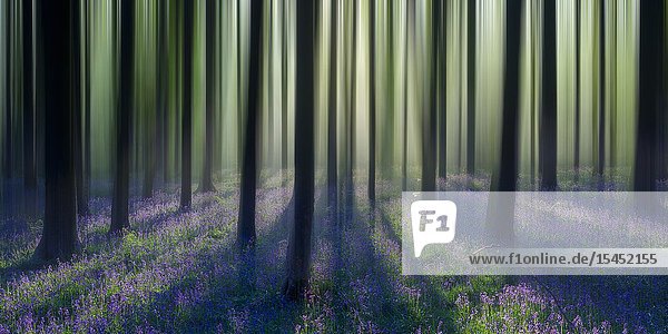 Dreamy bluebell woodland sunrise in spring.