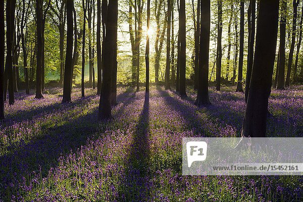Bluebell woodland sunrise in spring. North Somerset  England.