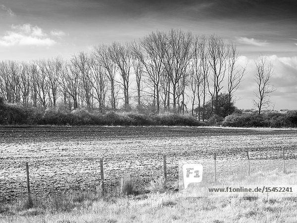 An infrared image of farmland at Medmerry Nature Reserve  West Sussex  England.