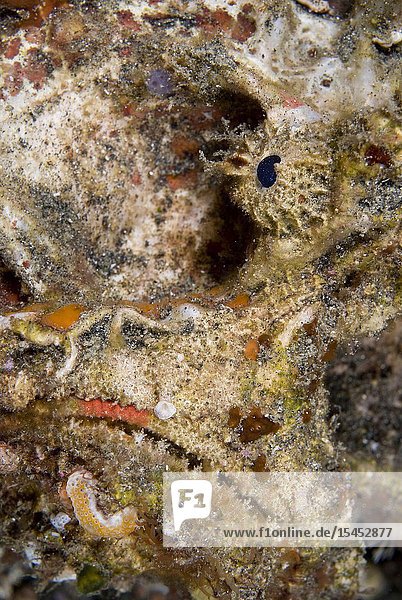 Reef Stonefish (Synanceia verrucosa  Synanceiidae family)  Jahir dive site  Lembeh Straits  Sulawesi  Indonesia.
