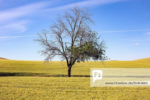 A single tree in the middle of rich fertile farm land in Eastern Washington.