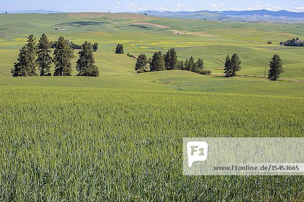 Kamiak Butte in Eastern Washington provides elevated views of the fertile and rich producive farmland known as the Palouse which sells wheat all over the world.