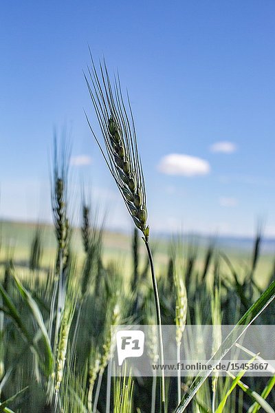 Kamiak Butte in Eastern Washington provides elevated views of the fertile and rich producive farmland known as the Palouse which sells wheat all over the world.
