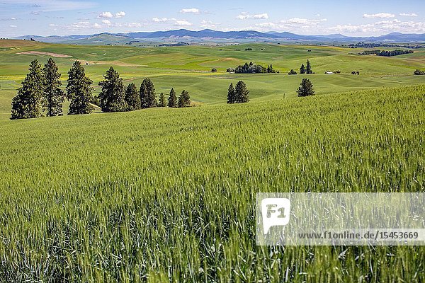 Kamiak Butte in Eastern Washington provides elevated views of the fertile and rich producive farmland known as the Palouse which sells wheat all over the world.