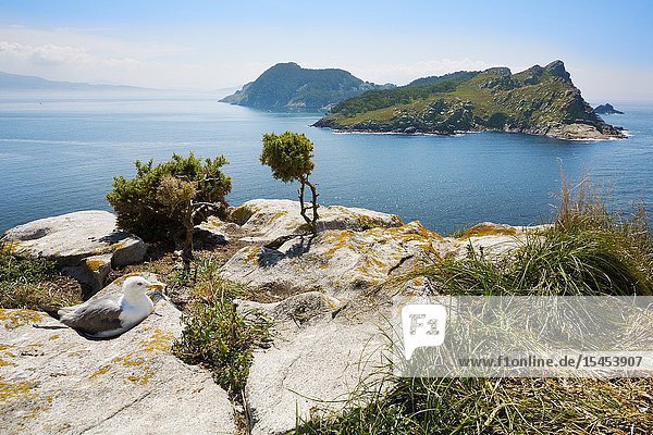 View of San Martiño Island from O Faro Island. Cies Islands. Atlantic Islands of Galicia National Park. Vigo estuary. Rias Baixas. Pontevedra province. Galicia. Spain.