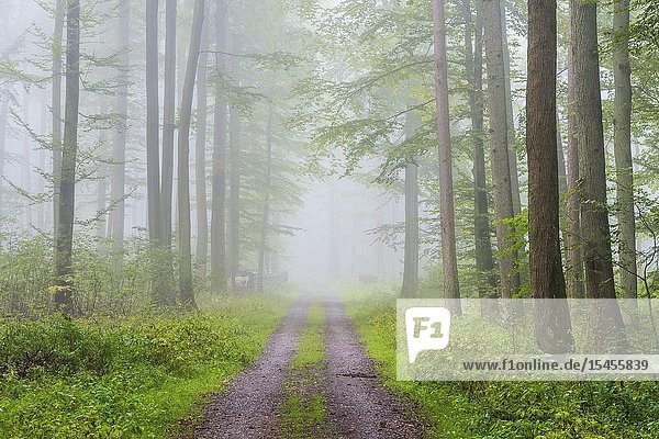 Path through misty beech forest  Spessart  Bavaria  Germany  Europe.