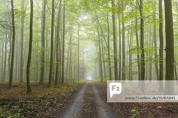 Path through misty beech forest  Spessart  Bavaria  Germany  Europe.