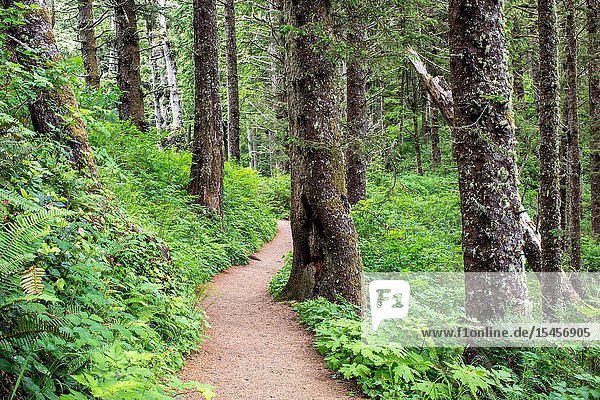 The Cape Lookout Trail aloing the Oregon coast winds its way through a dense forest that stretches for miles.