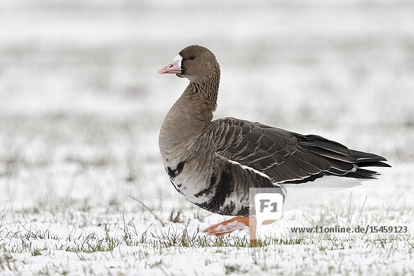 White-fronted Goose / Blaessgans ( Anser albifrons ) in winter  arctic goose  walking over snow covered farmland  wildlife  Europe.