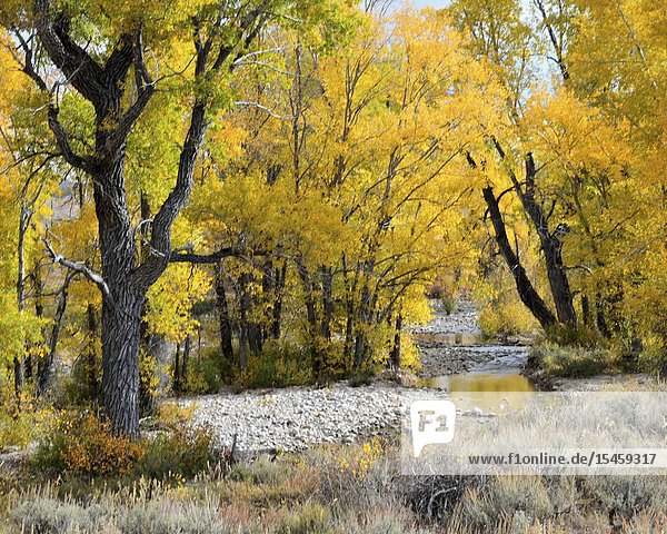 Autumn  Cottonwood Trees  Grand Teton National Forest  Wyoming.