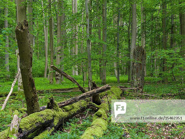 Deadwood  coarse woody debris and fallen trees in the NP. The woodland Hainich in Thuringia  National Park and part of the UNESCO world heritage - Primeval Beech Forests of the Carpathians and the Ancient Beech Forests of Germany. Europe  Central Europe  Germany  Thuringia.