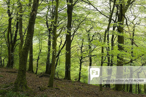 A beech woodland in springtime. Exmoor National Park  Somerset  England.