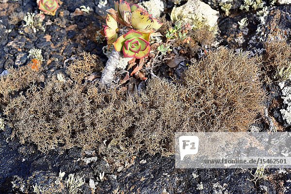 Cladonia subrangiformis is a fruticulose lichen growing on a volcanic rock close to Aeonium  a crassulaceae plant. This photo was taken in Lanzarote Island  Canary Islands  Spain.