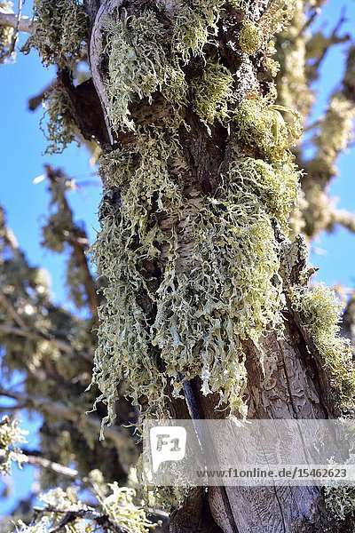 Ramalina fraxinea is a fruticose lichen. This photo was taken in Arribes del Duero Natural Park  Zamora province  Castilla-Leon  Spain.