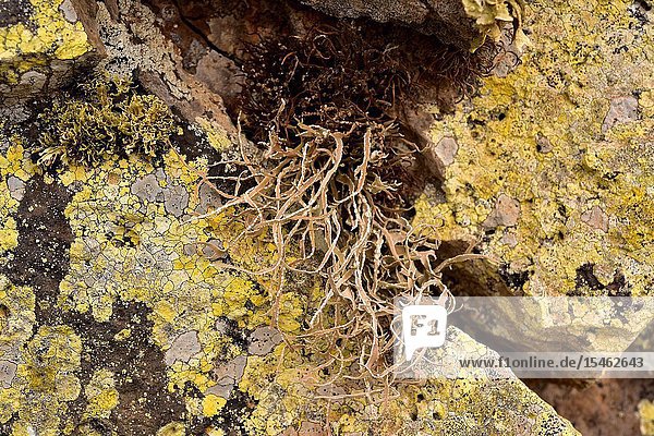 Roccella fuciformis is a fruticose lichen surrounded by crustose lichens. This photo was taken in Lanzarote Island  Canary Islands  Spain.