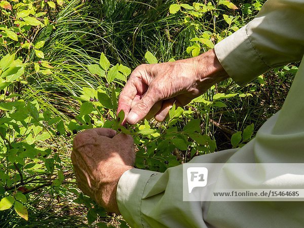Visitors to the top of Treasure Mountain in North Idaho can feast on and harvest wild huckleberries a nutirious and delicion fruit that wild bears also feast on.