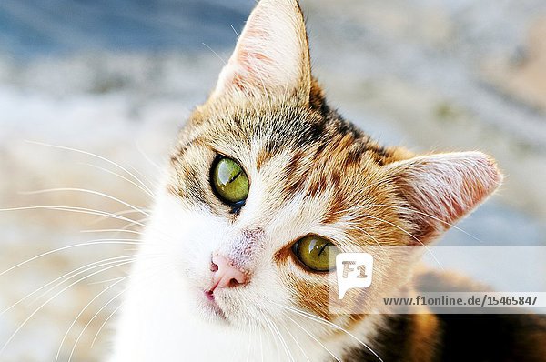 High angle view of a young calico cat looking up at camera.