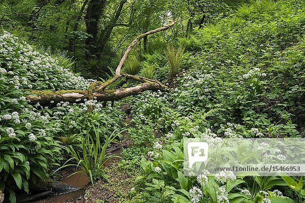 Ramsons or Wild Garlic (Allium ursinum) in spring at Paradise Bottom in Leigh Woods near Bristol  North Somerset  England.
