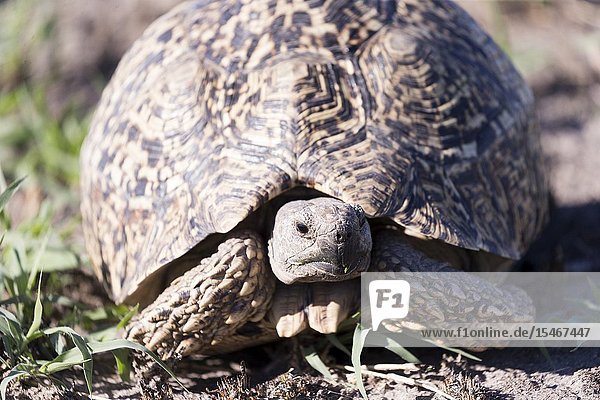 Africa  Southern Africa  Bostwana  Central Kalahari Game Reserve . Leopard tortoise (Stigmochelys pardalis)e.