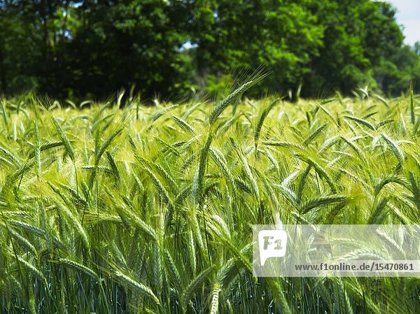 Wheat field in spring  Lot-et-Garonne Department  Nouvelle Aquitaine  France.