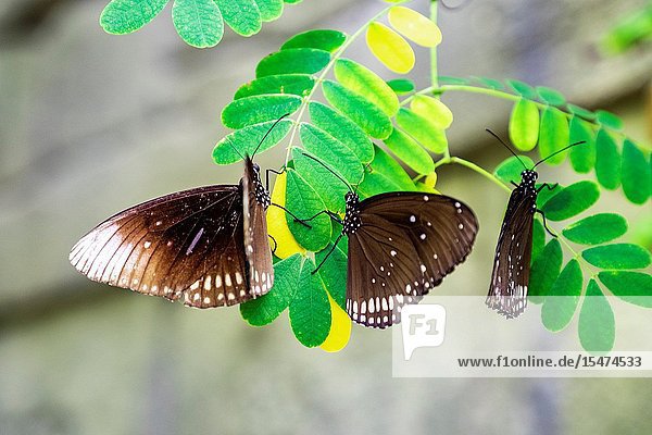 Butterflies on a tropical tree.