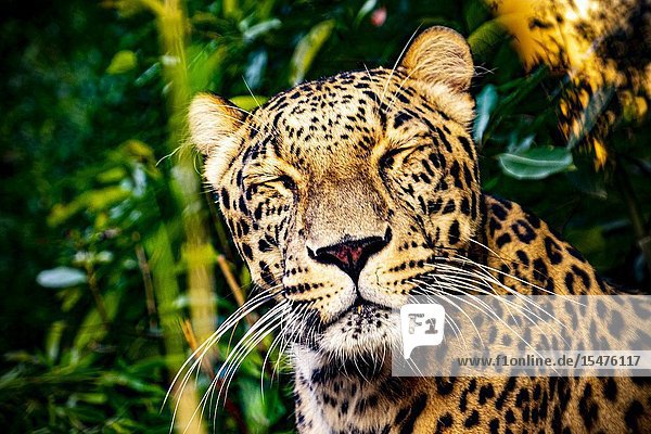 Portrait of a Leopard (Panthera pardus).