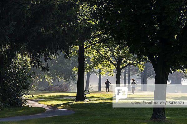 Two females jogging in a park  inhaling the aroma of trees and phytonecides. The early morning fog is illuminated by the first rays of the sun  Ontario  Canada.