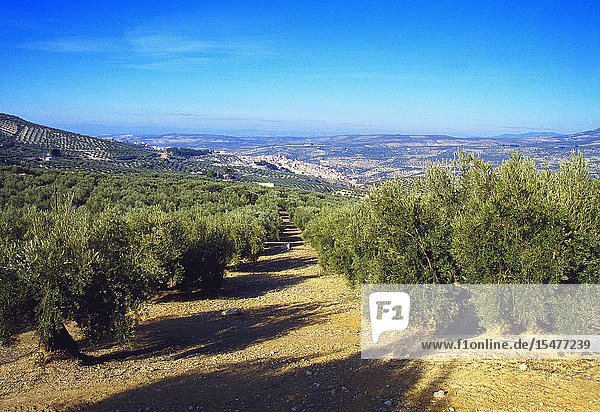 Olive groves and overview of the village. Quesada Jaen province Andalucia Spain.