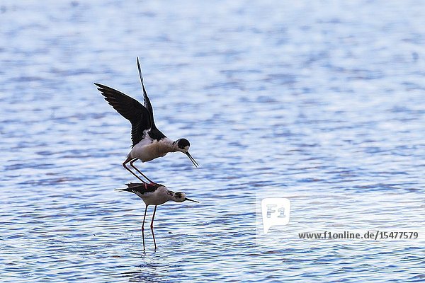 Black-winged Stilt (Himantopus himantopus). Mating pair in a flooded rice field. Environs of the Ebro Delta Nature Reserve Tarragona province Catalonia Spain.