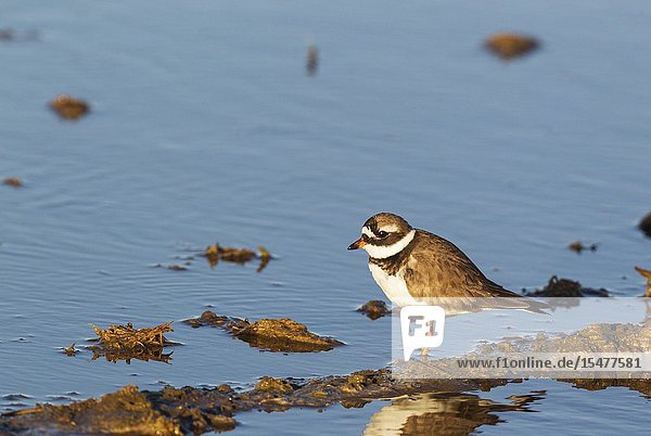 Common Ringed Plover (Charadrius hiaticula). Breeding adult. Hunting in a rice field which is about to be flooded. Environs of the Ebro Delta Nature Reserve Tarragona province Catalonia Spain.