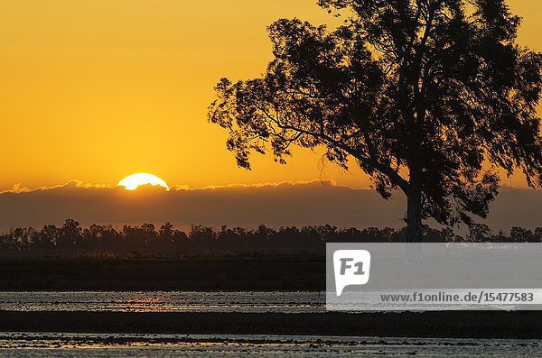 Flooded rice field at sunrise. Environs of the Ebro Delta Nature Reserve Tarragona province Catalonia Spain.