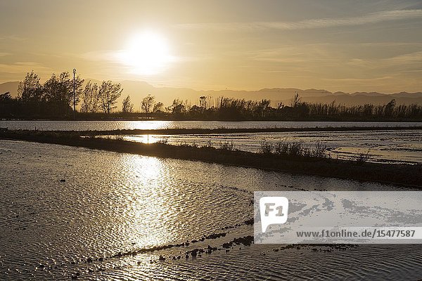 Rice field which is about to be flooded. At sunset. Environs of the Ebro Delta Nature Reserve Tarragona province Catalonia Spain.