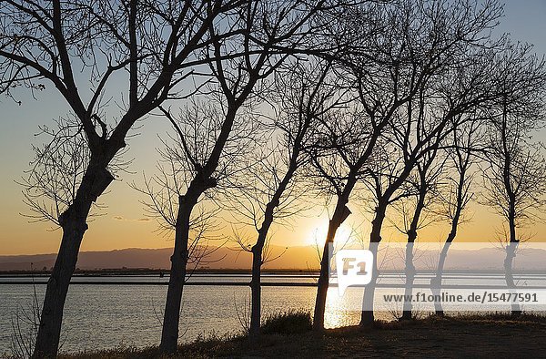 Flooded rice field at sunset. Environs of the Ebro Delta Nature Reserve Tarragona province Catalonia Spain.