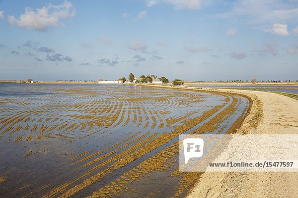 Country lane amidst flooded rice fields leading to a farmstead. Environs of the Ebro Delta Nature Reserve Tarragona province Catalonia Spain.