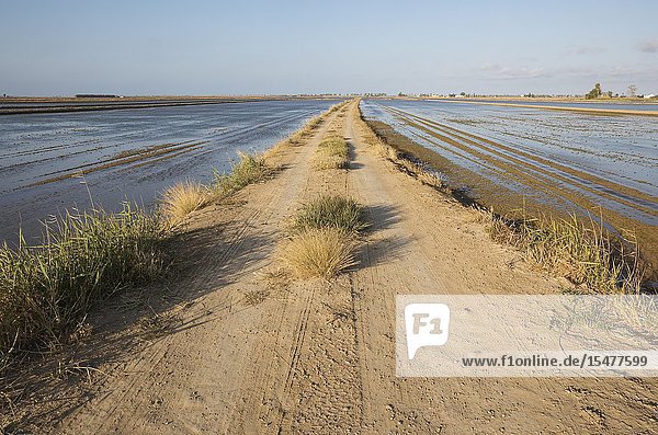Country lane amidst flooded rice fields. Environs of the Ebro Delta Nature Reserve Tarragona province Catalonia Spain.