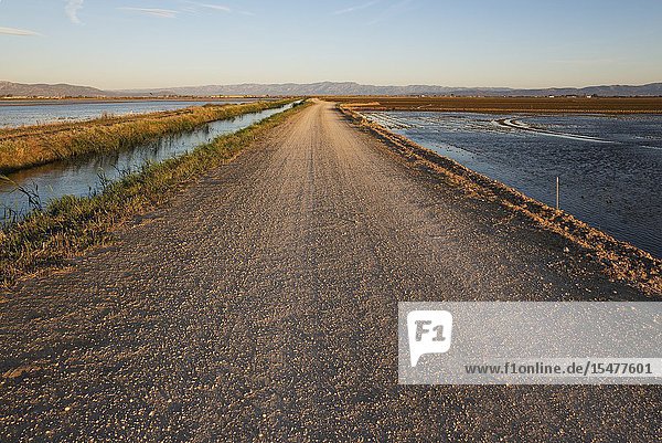 Country lane and canal amidst flooded rice fields. Environs of the Ebro Delta Nature Reserve, Tarragona province, Catalonia, Spain.
