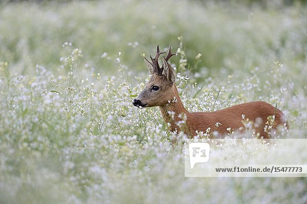 Roe Deer / Reh ( Capreolus capreolus )  strong buck with nice antlers  standing  hiding in a flowering springlike meadow  a sea of blossoms .